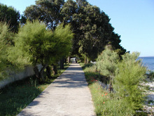 Silba island nature photo 14