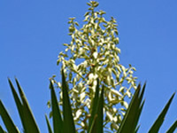 Silba island nature photo 4