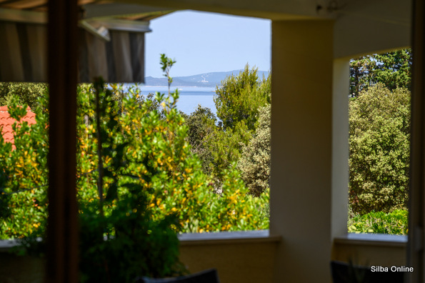Oliva photo 29