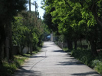 Silba island nature photo 2